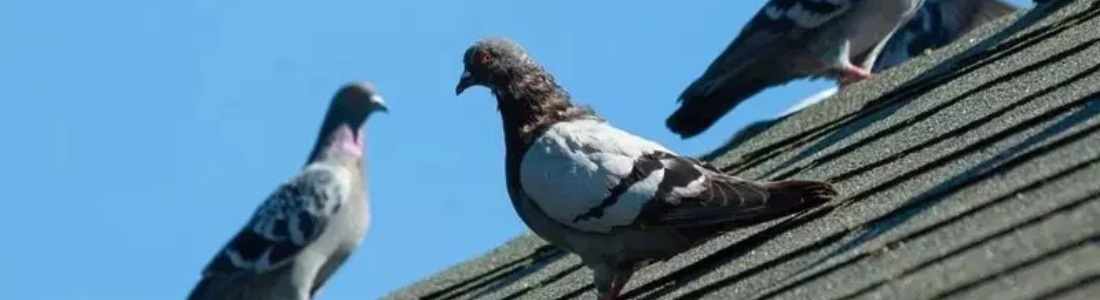 Como acabar com a infestação de Pombos 24 HORAS